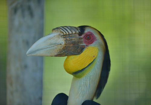 Hornbill bird