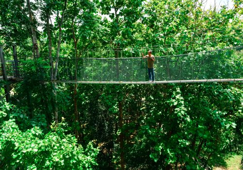 CANOPY WALK GUAR CHENDERAI , PERLIS *** Local Caption *** CANOPY WALK GUAR CHENDERAI , PERLIS