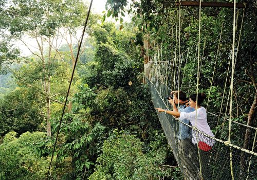 Canopy Walk at National Park