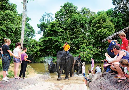 Exploring the Elephant Sanctuary experience at Kuantan, Pahang