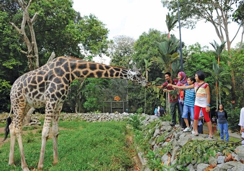 Feeding Giraffes at Melaka Zoo