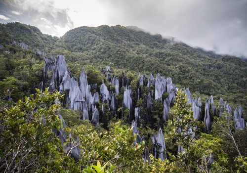 Pinnacles in Gunung Mulu National Park. Borneo. Malasia.