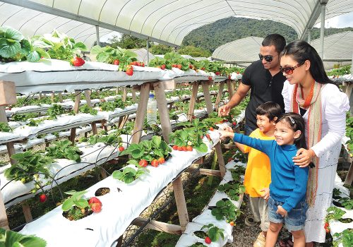 Strawberry Farm, Cameron Highlands