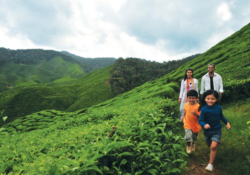 Tea plantation Cameron Highlands