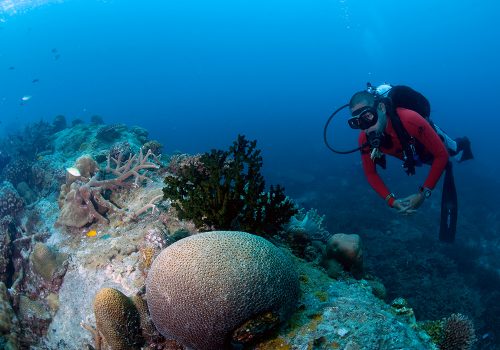 Witnessing coral reefs and marine life while swimming in the water of Tioman Island