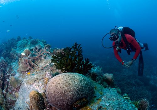 Witnessing coral reefs and marine life while swimming in the water of Tioman Island