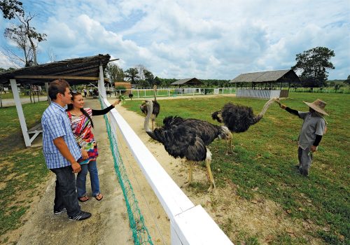 UK Agro Farm, Johor