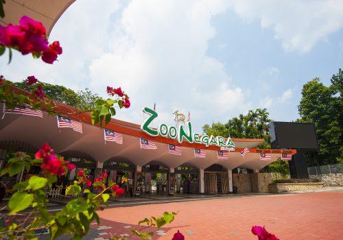 Sprawled over 110 acres of land, Zoo Negara houses over 500 animal species. Explore the 'Seven Wonders' of the zoo which consist of mammals, reptiles, amphibians, birds, fishes, insects and plants. 90% of the animals here are kept in spacious areas with landscaping that resembles their natural habitat.