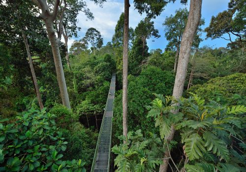 View of the Tree Top Canopy in the tropical rainforest of Danum Valley